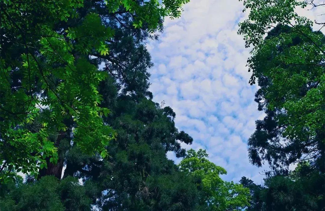 植樹節(jié)|守護(hù)綠色家園的秘密武器！