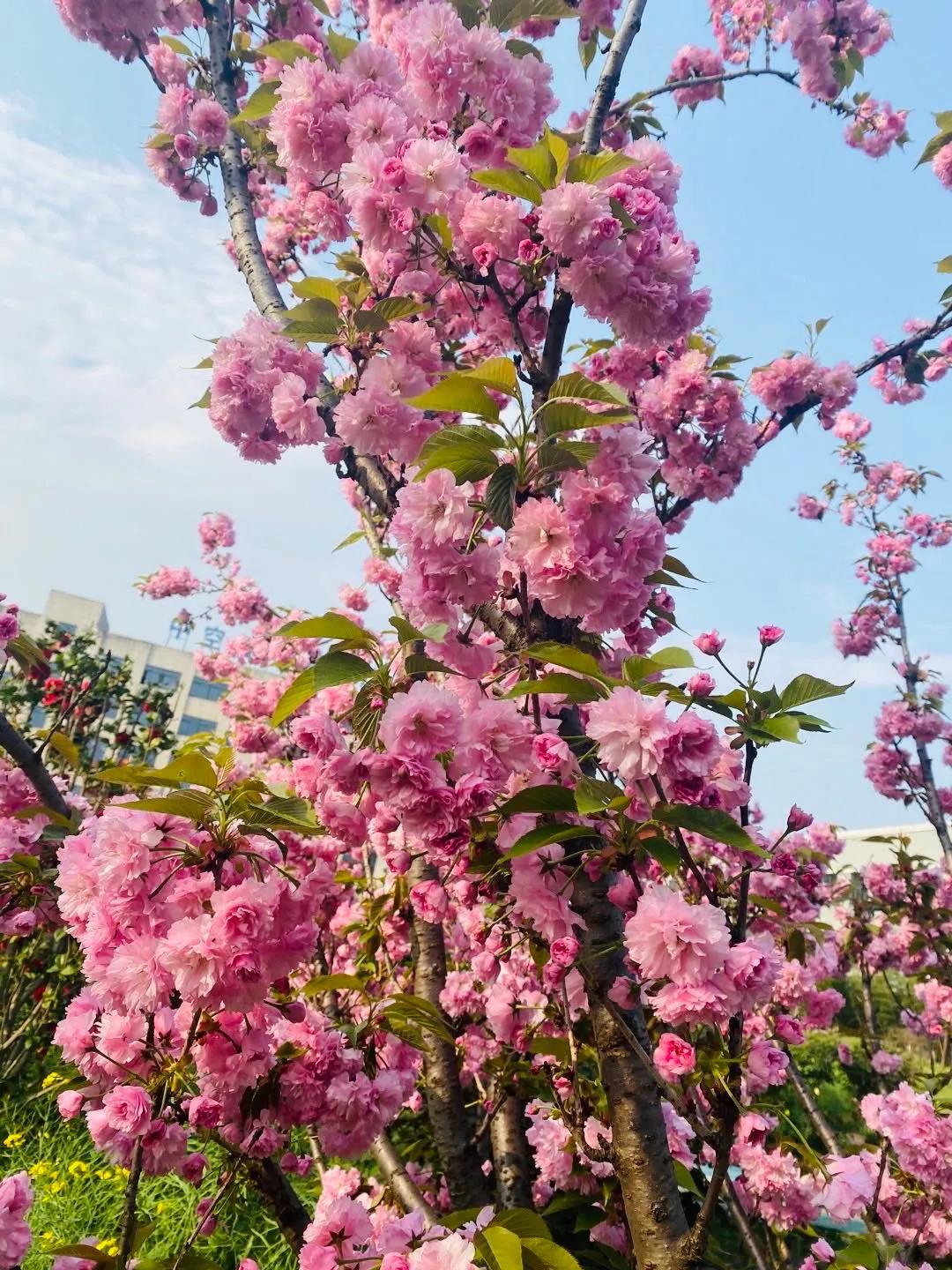 風(fēng)景這邊獨(dú)好!東大環(huán)境美景一覽,請(qǐng)查收